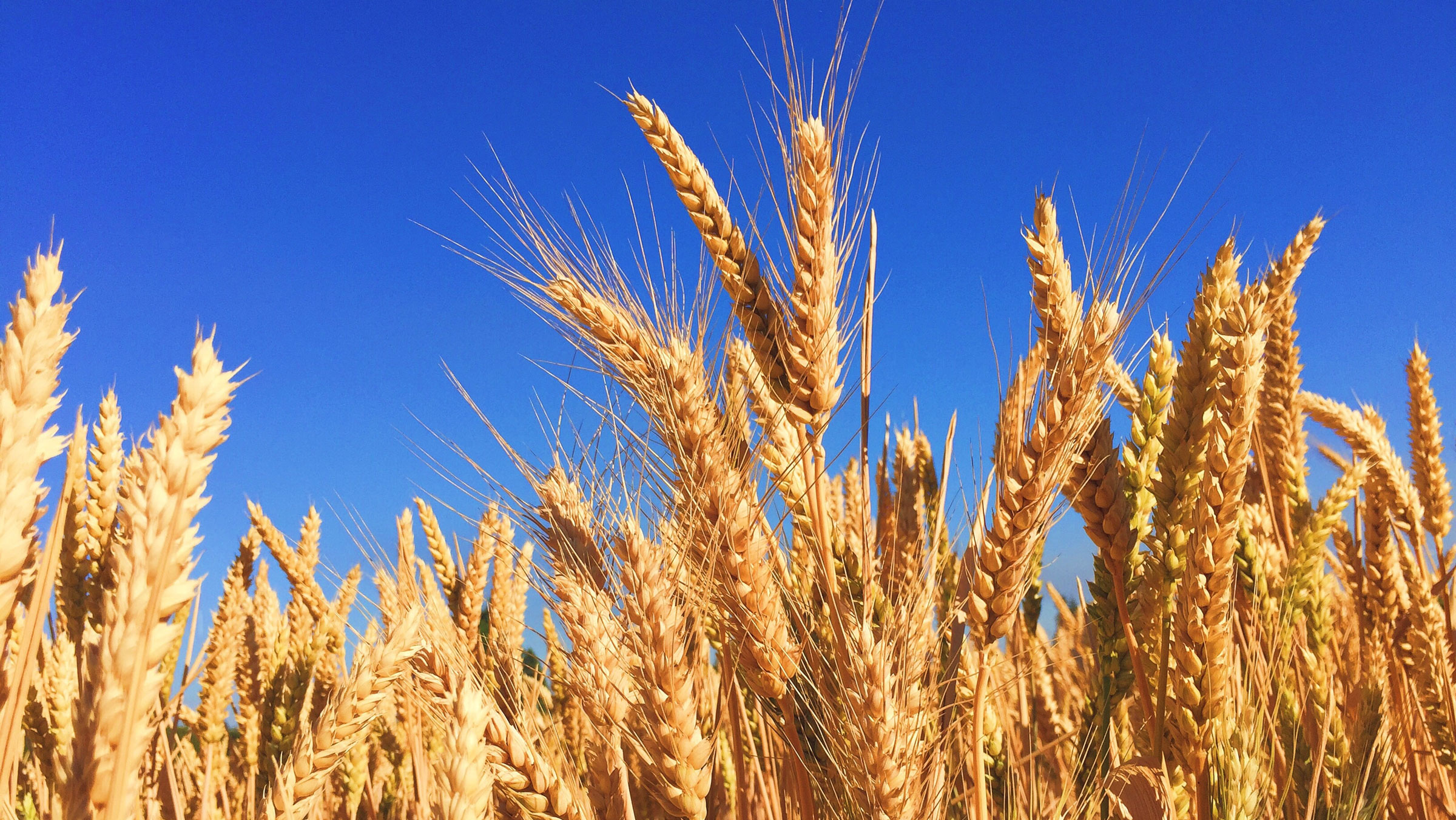 Field of wheat growing in Minnesota